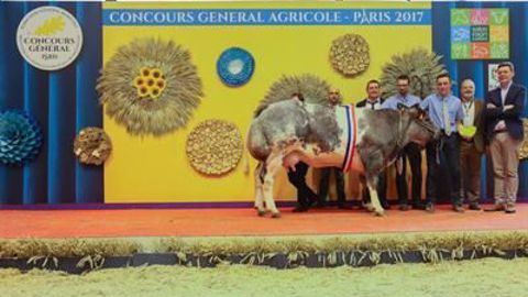 Jezabel, grande championne Blanc Bleu (©Sia) Jezabel, grande championne Blanc Bleu (©Sia)