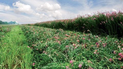 L’objectif est fixé à 1 000 ha de sainfoin en 2020 en Champagne crayeuse. (©Sainfolia) L’objectif est fixé à 1 000 ha de sainfoin en 2020 en Champagne crayeuse. (©Sainfolia)