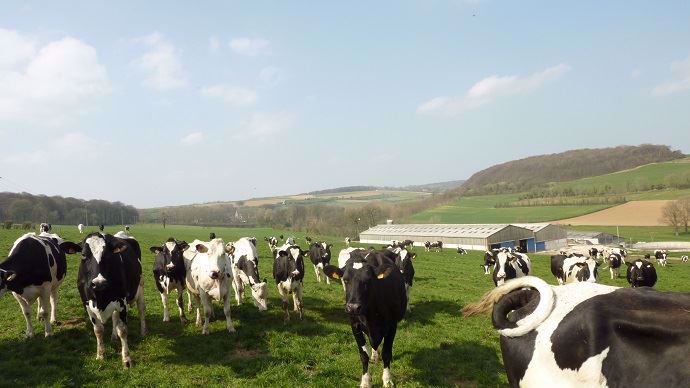 Vaches lors de la mise à l'herbe