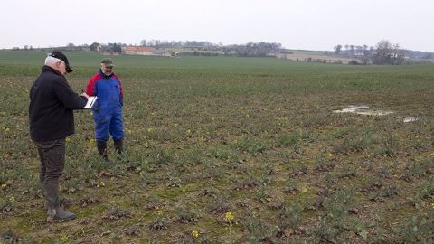 Un expert mandaté par l'assureur vient constater l'état de la levée dans une parcelle de colza. (©Watier visuels) Un expert mandaté par l'assureur vient constater l'état de la levée dans une parcelle de colza. (©Watier visuels)