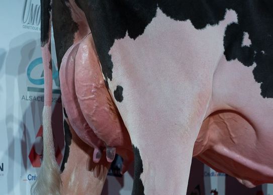 Jeunesse (Impression x Shottle) à l'Earl Wollenburger (Bas-Rhin)