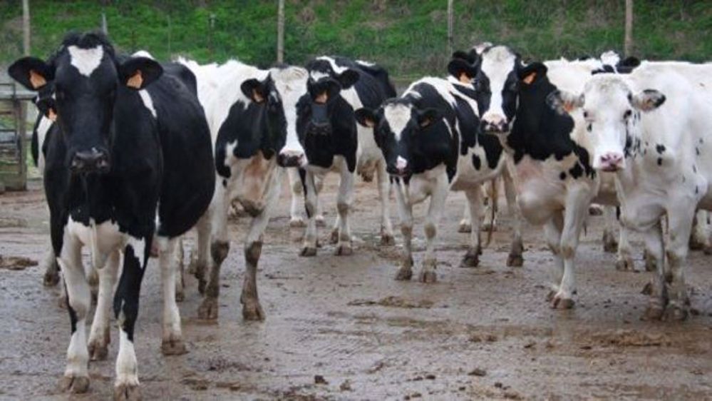 Les trois principales races nationales (Prim’holstein, Montbéliarde et Normande) représentent 92 % du total des lactations qualifiées. (©Terre-net Média)