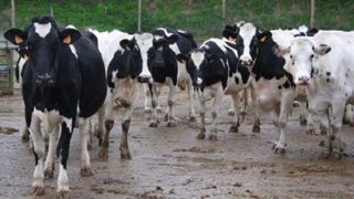 Les trois principales races nationales (Prim’holstein, Montbéliarde et Normande) représentent 92 % du total des lactations qualifiées. (©Terre-net Média) Les trois principales races nationales (Prim’holstein, Montbéliarde et Normande) représentent 92 % du total des lactations qualifiées. (©Terre-net Média)