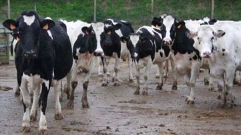 Les trois principales races nationales (Prim’holstein, Montbéliarde et Normande) représentent 92 % du total des lactations qualifiées. (©Terre-net Média) Les trois principales races nationales (Prim’holstein, Montbéliarde et Normande) représentent 92 % du total des lactations qualifiées. (©Terre-net Média)