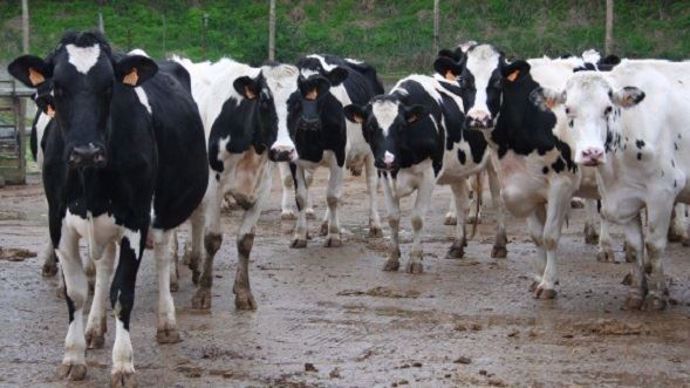 Vaches laitières 