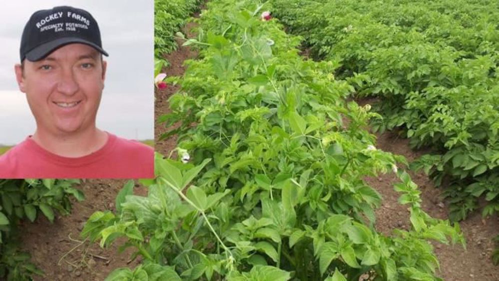 Brendon Rockey associe pommes de terre et pois dans sa ferme du Colorado. (©B. Rockey)