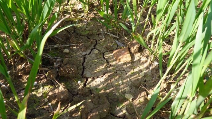 Avec le manque d'eau constaté depuis plusieurs semaines, les producteurs de grains craignent le spectre d'une nouvelle année catastrophique.
