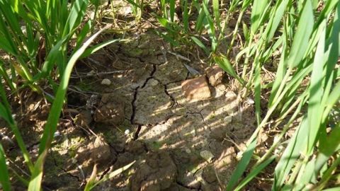 La recharge hivernale des nappes a été relativement faible, déficitaire, les pluies ayant tardé jusqu'en février. (©Terre-net Média)