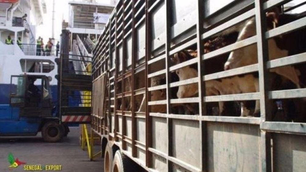 Sur le port de Dakar, les 1 181 bovins français sont déchargés du bateau après une semaine de voyage depuis le port de Sète. (©Sénégal Export)