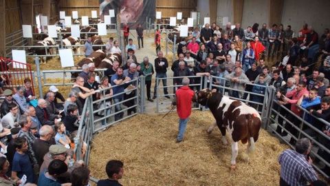 24 taureaux étaient mis en vente le 12 avril 2017. (©Sica Rouge des prés) 24 taureaux étaient mis en vente le 12 avril 2017. (©Sica Rouge des prés)