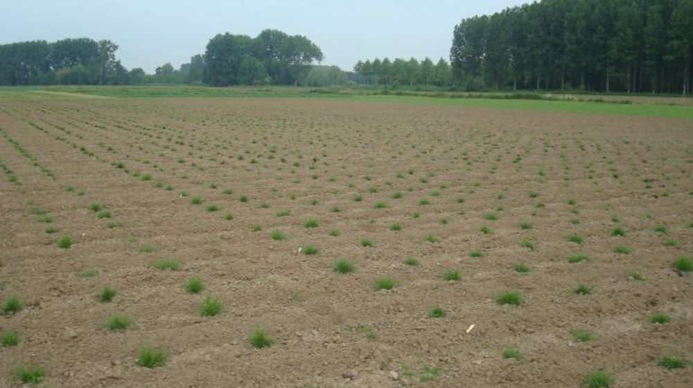 Pour choisir ses graminées, il faut se poser certaines questions : comment sera utilisé le nouveau couvert (pâturage/fauche), pour quel type de sol, pour quelle durée d’utilisation, pour quelle période de récolte, pour quel type d’animaux, dans quelles conditions climatiques... (©Gnis)