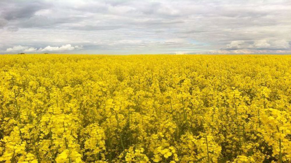 Systèmes de production du colza (©Yara)