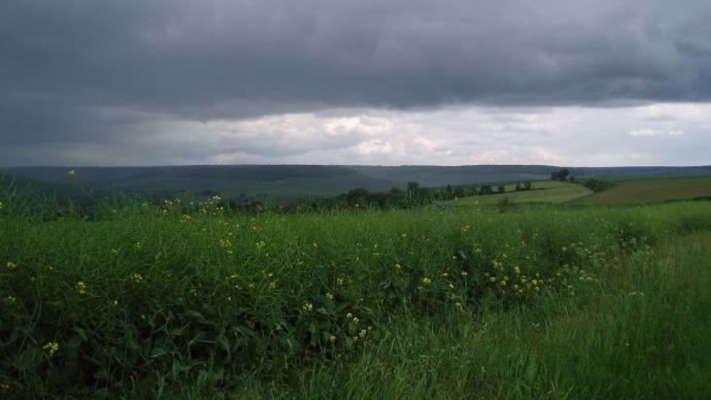 Le règlement Omnibus voté par la commission agriculture du Parlement européen envisage d'assouplir les critères imposés pour les outils de gestion des risques, au premier rang desquels figure l'assurance récolte. (©Terre-net Média)