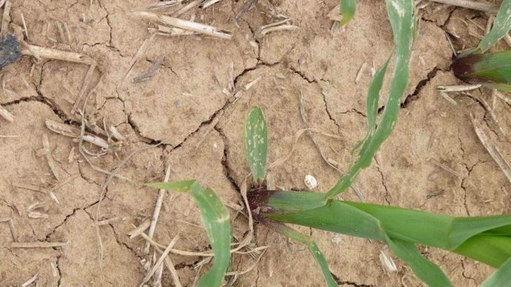 En France, les quelques précipitations de ces derniers jours sont bien insuffisantes pour combler le déficit hydrique. (©Terre-net Média)
