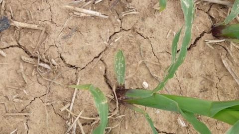 En France, les quelques précipitations de ces derniers jours sont bien insuffisantes pour combler le déficit hydrique. (©Terre-net Média)