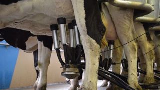 La collecte de lait a baissé de 5 % en 2016, selon Syndilait. (©Terre-net Média) La collecte de lait a baissé de 5 % en 2016, selon Syndilait. (©Terre-net Média)