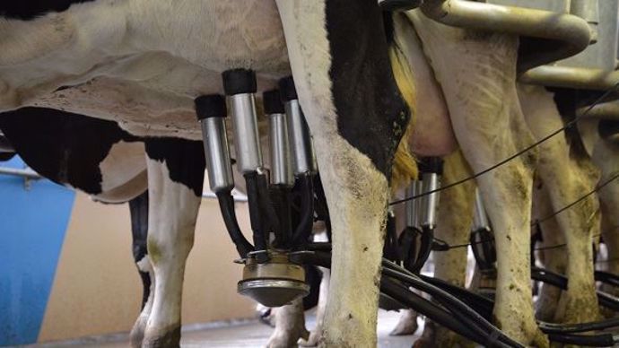 Traite des vaches 