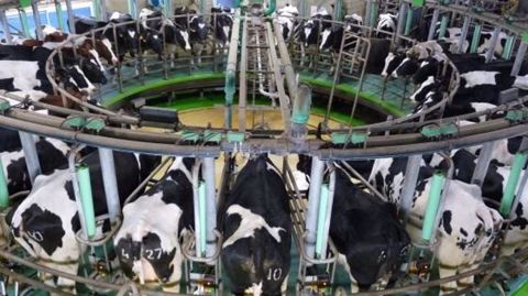 En Chine, 40 % des vaches laitières font partie de troupeaux de plus de 100 têtes. (©Terre-net Média)