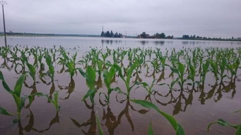 Aux Etats-Unis, les dégâts sur les cultures de maïs pourraient être conséquents en raison d’inondations locales, et de nouvelles pluies sont prévues cette semaine.  (©Terre-net Média)