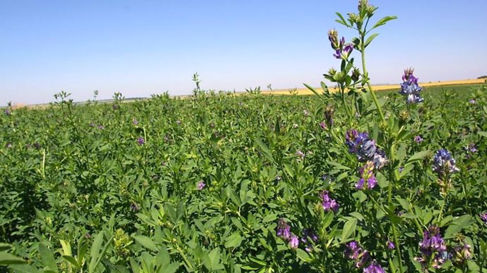 La luzerne est bien adaptée aux sols séchants. (©Gnis)