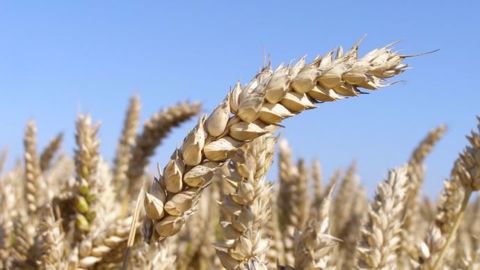 D'éventuelles pluies en France seraient trop tardives pour être bénéfiques au remplissage des grains. (©Terre-net Média)