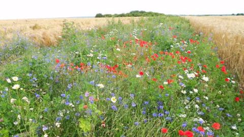 Une bande fleurie bien pensée permet de réduire l’usage des insecticides sur les grandes cultures alentours. (©Antoine Gardarin) Une bande fleurie bien pensée permet de réduire l’usage des insecticides sur les grandes cultures alentours. (©Antoine Gardarin)