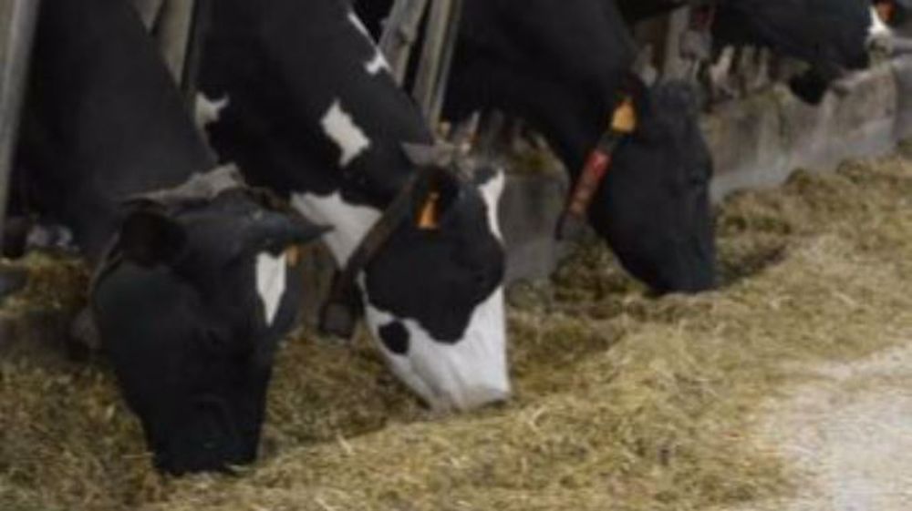 L'analyse IFG se réalise en moins de 20 minutes. (©Ouest Conseil Elevage) 