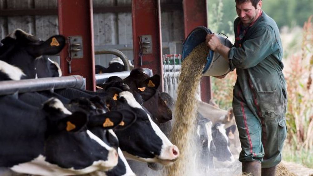 70,4 % des éleveurs sèment des céréales pour l'autoconsommation de leurs bovins. (©Watier-visuel)