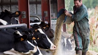 70,4 % des éleveurs sèment des céréales pour l'autoconsommation de leurs bovins. (©Watier-visuel) 70,4 % des éleveurs sèment des céréales pour l'autoconsommation de leurs bovins. (©Watier-visuel)
