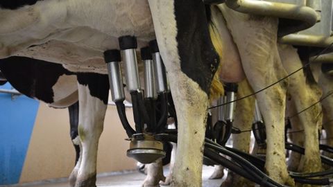 La FNPL dénonce les prix du lait annoncés pour le troisième trimestre 2017. (©Terre-net Média) La FNPL dénonce les prix du lait annoncés pour le troisième trimestre 2017. (©Terre-net Média)