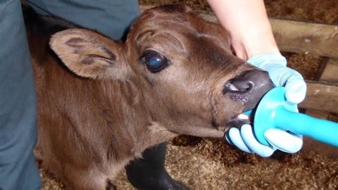 L'arrêtoir permet de sécuriser la mise en place du drencheur dans la bouche du veau (©Dairy Spare)