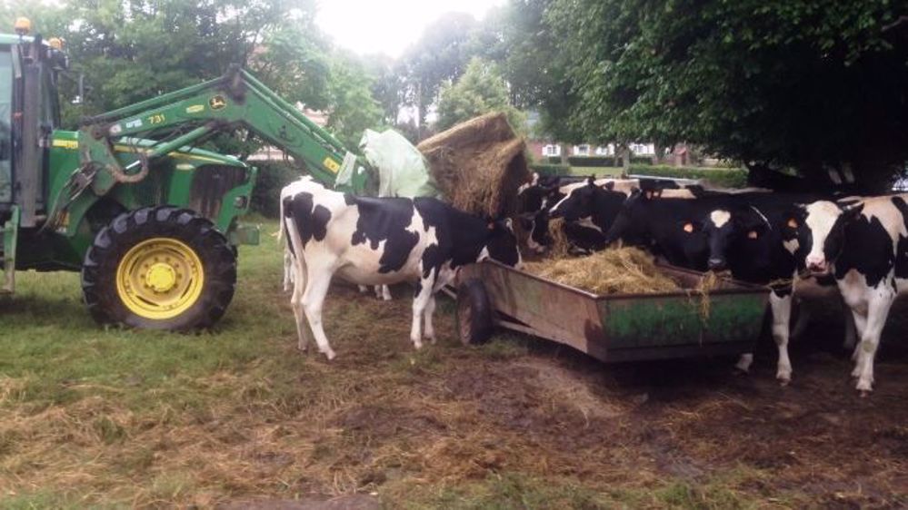 À cause d'un printemps trop sec, certains éleveurs sont contraints de complémenter leurs animaux en pâtures mais cela ne fait qu'amoindrir leurs stocks de fourrages pour l'année. (©Terre-net Média)
