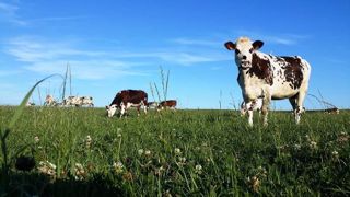 La valeur alimentaire et la productivité d'une prairie dépendent de sa composition floristique. (©Terre-net Média) La valeur alimentaire et la productivité d'une prairie dépendent de sa composition floristique. (©Terre-net Média)