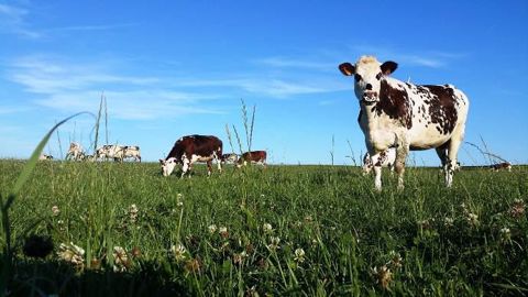 La valeur alimentaire et la productivité d'une prairie dépendent de sa composition floristique. (©Terre-net Média) La valeur alimentaire et la productivité d'une prairie dépendent de sa composition floristique. (©Terre-net Média)
