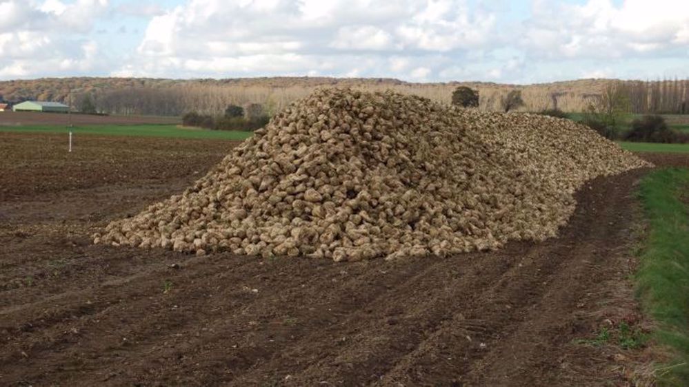 Depuis le début de l'année,<strong> </strong>les cours du sucre ont fortement reculé en raison des craintes d'un surplus de l'offre. (©Terre-net Média)
