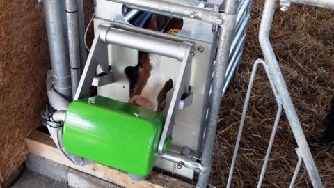 La fonction "apprentissage" de l'Activity box permet d'aider le veau à comprendre le fonctionnement de la tétine lors de ses premières tétées. (©Agid)