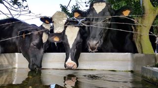L'augmentation du nombre de points d'eau permet de faciliter l'accès à l'eau des vaches dominées dont la production pourrait être pénalisée par une sous-consommation d'eau. (©Terre-net Média) L'augmentation du nombre de points d'eau permet de faciliter l'accès à l'eau des vaches dominées dont la production pourrait être pénalisée par une sous-consommation d'eau. (©Terre-net Média)