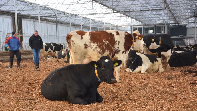 L’élevage a essayé la Montbéliarde mais revient aujourd’hui à la Holstein de petit gabarit, type Frisonne.