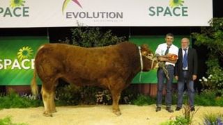 Jellinz-PP est le champion en race limousine (©Arsoe) Jellinz-PP est le champion en race limousine (©Arsoe)