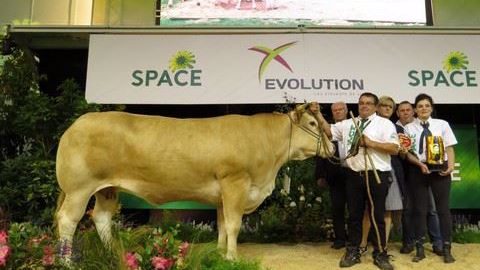 Islande de l'Earl Robin Picard est la championne Blonde d'Aquitaine. (©Arsoe) 