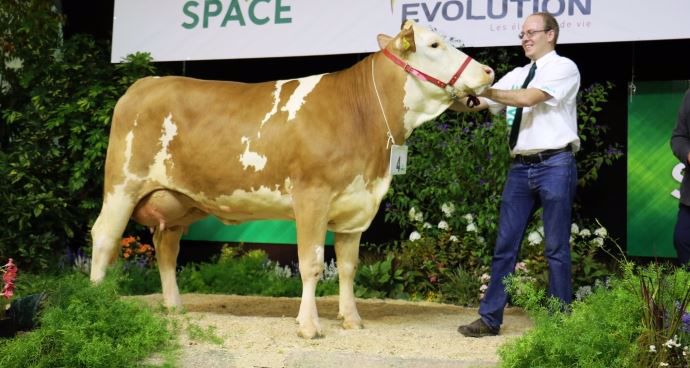 Ricarda (Pandora x Resalf), championne jeune en Simmental.