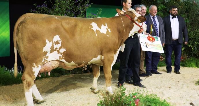 Fantaste (Imposium x Magirus), meilleure mamelle adulte de la race Simmental.