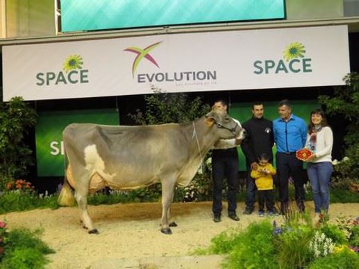 Holiday, championne adulte brune