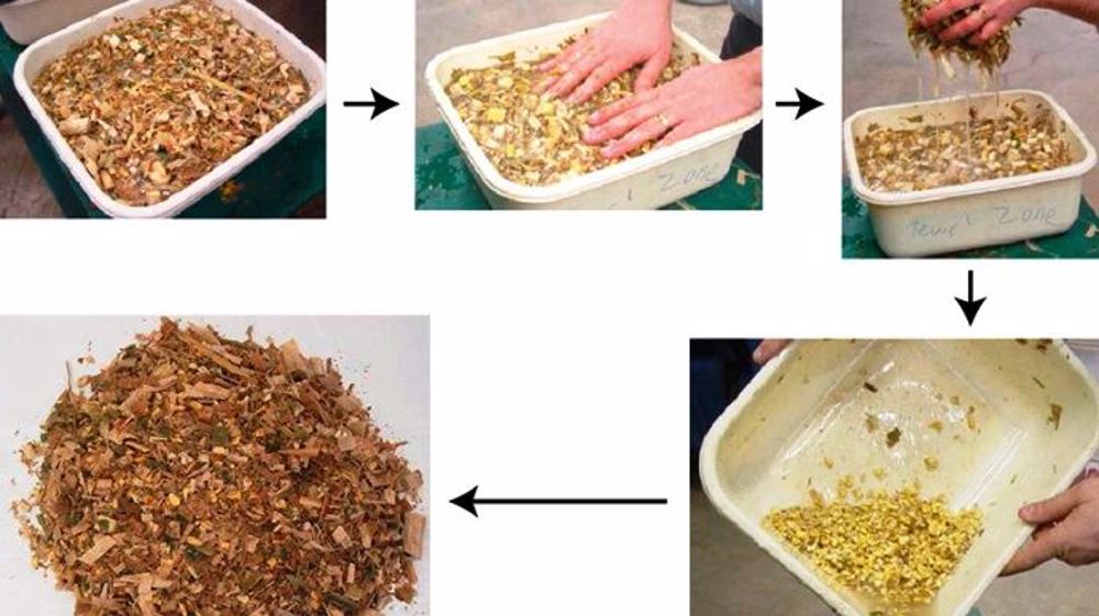 Dans une bassine d'eau, les tiges et les feuilles vont se retrouver à la surface et les grains dans le fond. Ainsi, on peut vérifier leur éclatement. (©Arvalis)