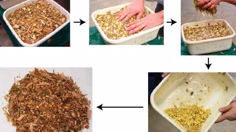 Dans une bassine d'eau, les tiges et les feuilles vont se retrouver à la surface et les grains dans le fond. Ainsi, on peut vérifier leur éclatement. (©Arvalis) Dans une bassine d'eau, les tiges et les feuilles vont se retrouver à la surface et les grains dans le fond. Ainsi, on peut vérifier leur éclatement. (©Arvalis)