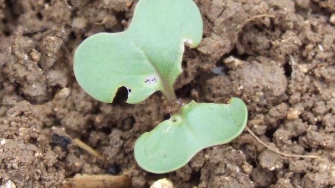 Morsures de limaces sur cotylédons de colza.