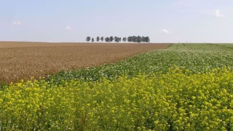  Les prix des produits agricoles sont encouragés par un environnement favorable pour les matières premières, avec la hausse des cours du pétrole et les chiffres meilleurs que prévu sur l'inflation américaine. (©Terre-net Média)