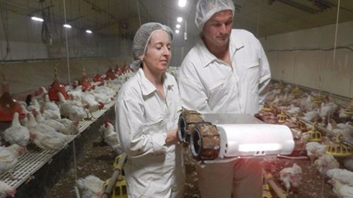 Laëticia et Benoit Savary présente Tione dans leur poullailier