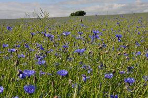 Bleuet dans le colza