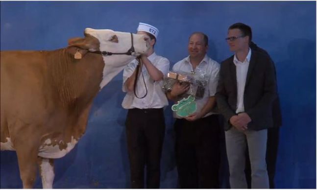 Begonia, grande championne Simmental.